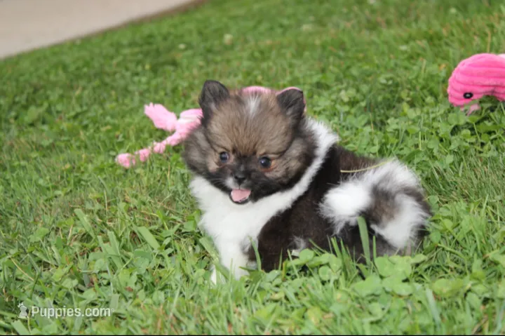 Juno – Pomeranian puppy for sale in Millersburg, OH