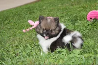 Juno, a female Pomeranian for sale in Millersburg, OH – 1 of 7