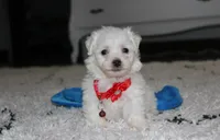 Jojo, a male Bichon Frise for sale in Millersburg, OH – 4 of 10