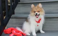 Theo, a male Pomeranian for sale in Millersburg, OH – 7 of 8
