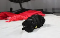 Rocky, a male Yorkipoo for sale in Millersburg, OH – 10 of 10
