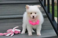 Luna, a female Pomeranian for sale in Millersburg, OH – 9 of 10