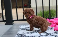Sally, a female Poodle - Miniature  for sale in Millersburg, OH – 3 of 10