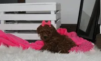 Sally, a female Poodle - Miniature  for sale in Millersburg, OH – 9 of 9