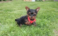 Emmett , a male Yorkipoo for sale in Millersburg, OH – 6 of 8