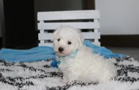Karter , a male Bichon Frise for sale in Millersburg, OH – 2 of 2