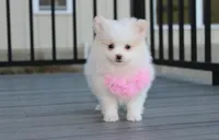 Marshmallow , a female Pomeranian for sale in Millersburg, OH – 3 of 9