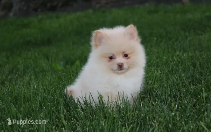 Teddy  – Pomeranian puppy for sale in Millersburg, OH