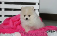 Raine, a female Pomeranian for sale in Millersburg, OH – 2 of 10