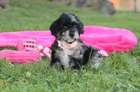 Bella, a female Poodle - Miniature  for sale in Millersburg, OH – 6 of 10