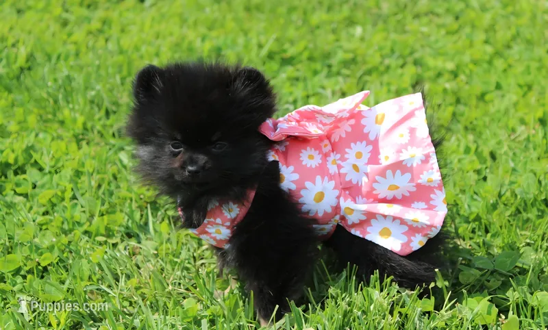 Connie  – Pomeranian puppy for sale in Millersburg, OH