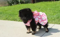Connie , a female Pomeranian for sale in Millersburg, OH – 3 of 6
