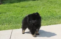 Connie , a female Pomeranian for sale in Millersburg, OH – 5 of 6