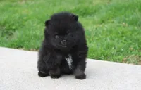 Connie , a female Pomeranian for sale in Millersburg, OH – Photo 3 of 5