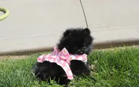 Connie , a female Pomeranian for sale in Millersburg, OH – 6 of 6