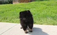 Connie , a female Pomeranian for sale in Millersburg, OH – 4 of 6