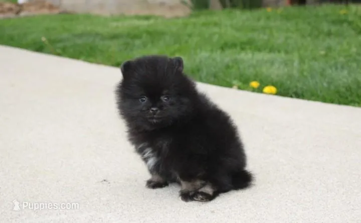 Connie  – Pomeranian puppy for sale in Millersburg, OH