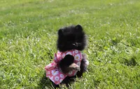 Connie , a female Pomeranian for sale in Millersburg, OH – 2 of 6
