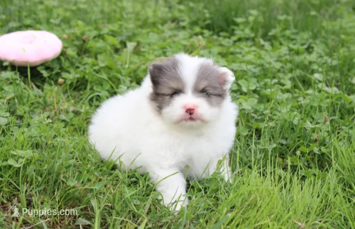 Flora – Pomeranian puppy for sale in Millersburg, OH