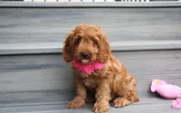Lacie, a female Cockapoo for sale in Millersburg, OH – 2 of 8