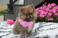Zara, a female Pomeranian for sale in Millersburg, OH – 8 of 10