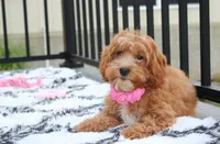 Felicity , a female Cavapoo for sale in Millersburg, OH – 4 of 5