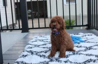 Simba, a male Poodle - Miniature  for sale in Millersburg, OH – 4 of 7