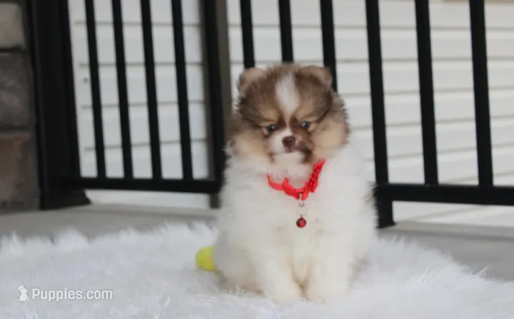 Bentley  – Pomeranian puppy for sale in Millersburg, OH