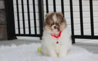 Bentley , a male Pomeranian for sale in Millersburg, OH – 1 of 10