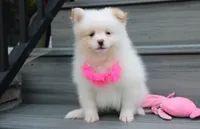 Luna, a female Pomeranian for sale in Millersburg, OH – 5 of 10
