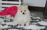 Raine, a female Pomeranian for sale in Millersburg, OH – 6 of 10