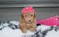 Kalila, a female Bichpoo for sale in Millersburg, OH – 5 of 5