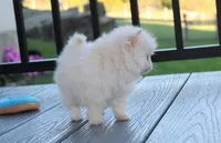 Mochi, a male Pomeranian for sale in Millersburg, OH – 4 of 10