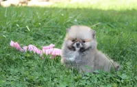 Bonnie, a female Pomeranian for sale in Millersburg, OH – 9 of 10
