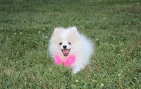 Roxy, a female Pomeranian for sale in Millersburg, OH – 6 of 7