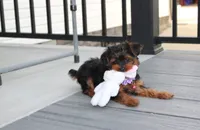 Elsa, a female Yorkipoo for sale in Millersburg, OH – 3 of 8