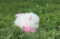 Heather , a female Pomeranian for sale in Millersburg, OH – 6 of 9
