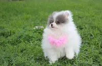 Flora, a female Pomeranian for sale in Millersburg, OH – 4 of 7