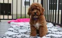 Phoebe , a female Cockapoo for sale in Millersburg, OH – 3 of 7