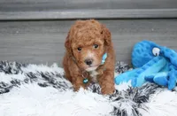 Kirian, a male Bichpoo for sale in Millersburg, OH – 2 of 7