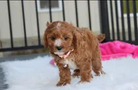 Lexi, a female Cavapoo for sale in Millersburg, OH – 7 of 10