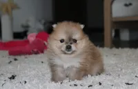 Honey, a female Pomeranian for sale in Millersburg, OH – 10 of 10