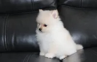 Ruby, a female Pomeranian for sale in Millersburg, OH – 4 of 9