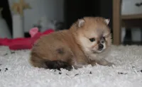 Honey, a female Pomeranian for sale in Millersburg, OH – 3 of 10