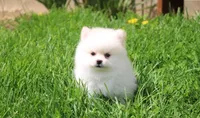 Charlie , a male Pomeranian for sale in Millersburg, OH – 4 of 10