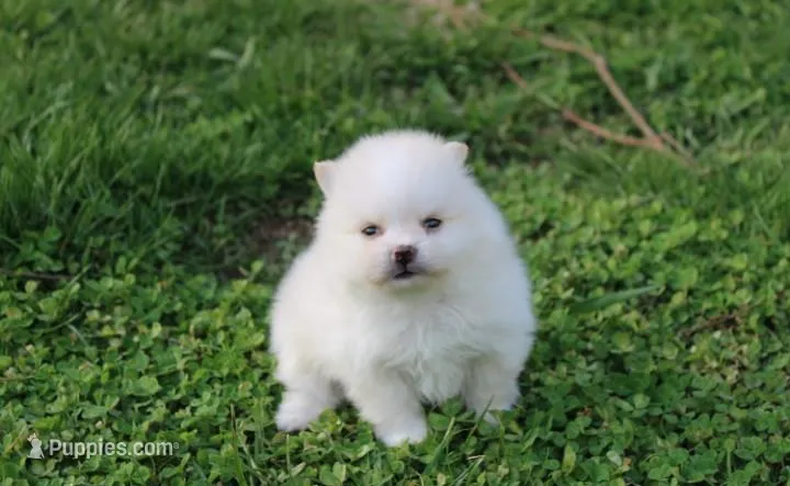 Charlie  – Pomeranian puppy for sale in Millersburg, OH
