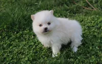 Charlie , a male Pomeranian for sale in Millersburg, OH – Photo 5 of 7