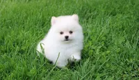 Charlie , a male Pomeranian for sale in Millersburg, OH – 7 of 10