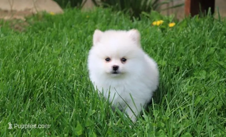 Charlie  – Pomeranian puppy for sale in Millersburg, OH