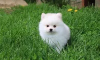 Charlie , a male Pomeranian for sale in Millersburg, OH – 1 of 10